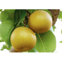 Good Quality Grade a China Fengshui Pear